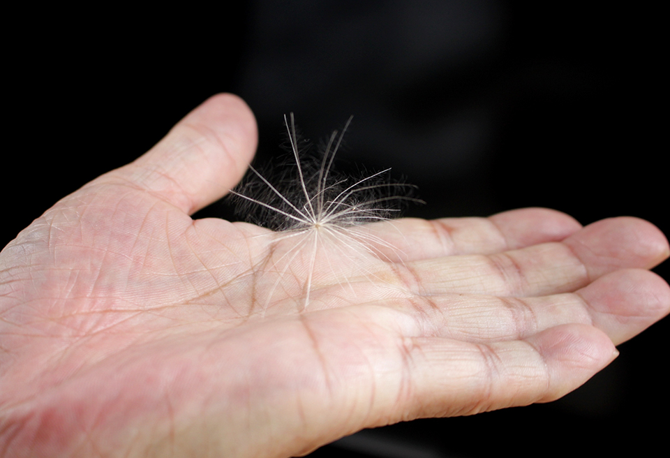 ケサランパサラン 幸運呼ぶ謎の生物 文化新聞